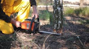 Professional Tree Services in Waverly, IA