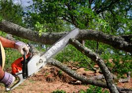 Best Tree Disease Treatment  in Waverly, IA