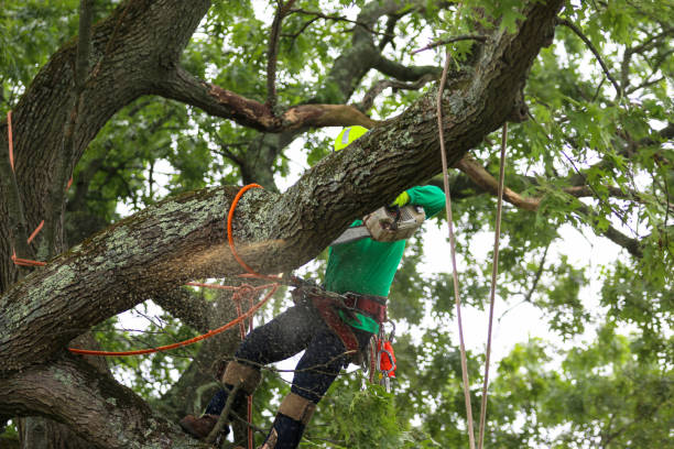 Best Emergency Tree Removal  in Waverly, IA