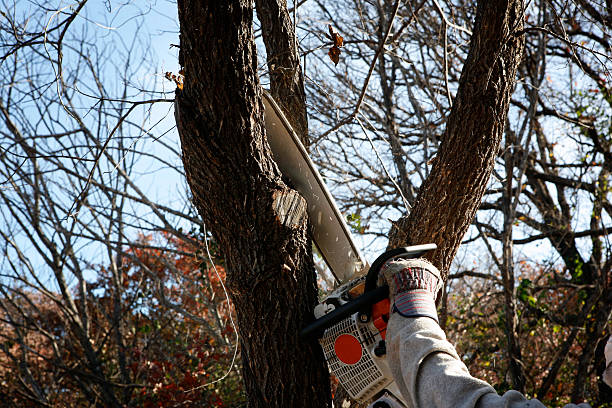 Best Tree Preservation Services  in Waverly, IA