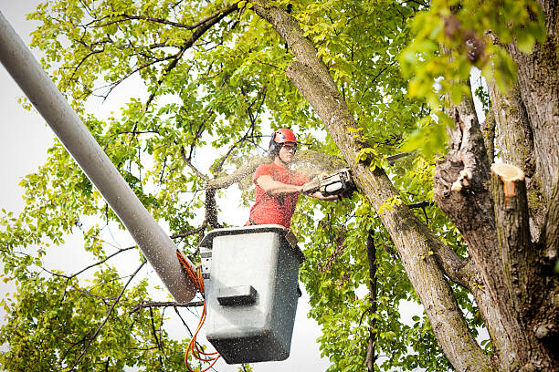 How Our Tree Care Process Works  in  Waverly, IA