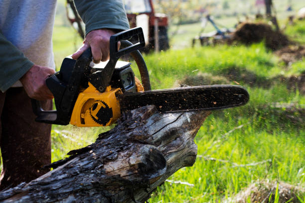 Best Tree Removal Service  in Waverly, IA